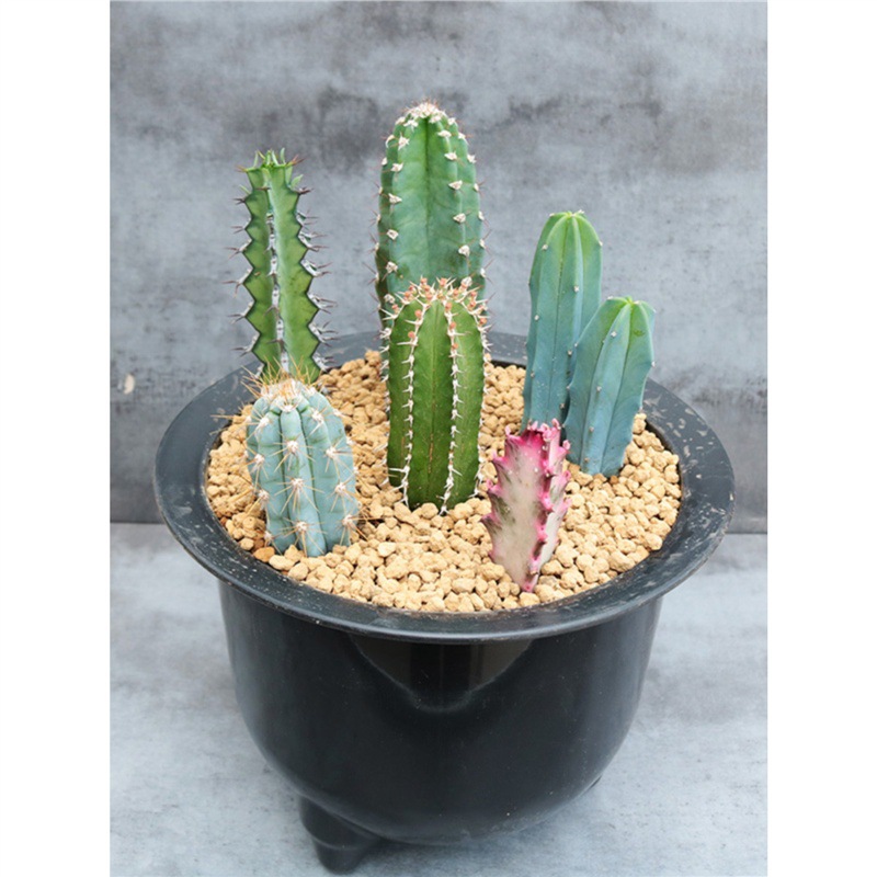 仙人柱合集组合量天尺 龙神木 蓝衣柱仙人掌多肉植物办公室小盆栽