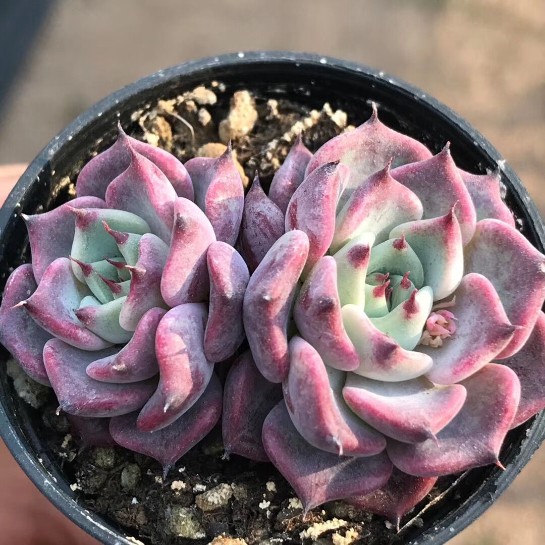 沙罗姬牡丹多肉植沁心蔷薇月影肉肉血滴子鸡蛋玫瑰白和锦超萌多肉