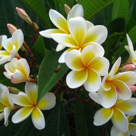 包邮鸡蛋花盆栽 鸡蛋花苗 红黄鸡蛋花苗鸡蛋花树苗珍贵绿植包成活
