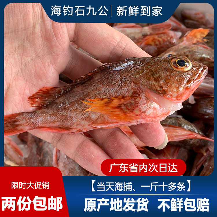 石九公鱼石翁鱼鲜活水产煲汤小石斑鱼新鲜1周1次鱼-18