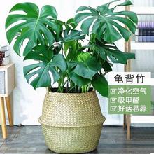 龟背竹盆栽绿植客厅大型室内植物除植物植物办公室龟背叶跨境电商