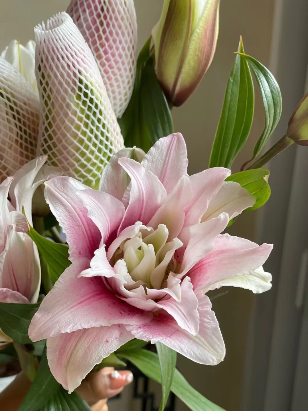 重瓣百合 亚百无香百合 昆明百合鲜花基地现采直发 鲜花批发