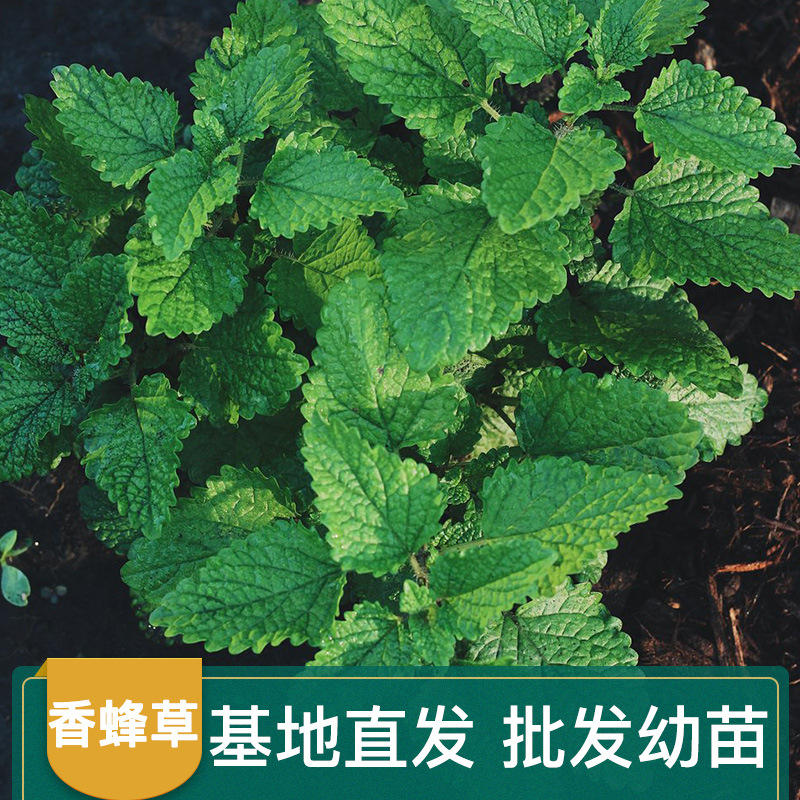 柠檬香蜂草批发 可食用柠檬香水薄荷 新鲜香草 薄荷幼苗量大价优