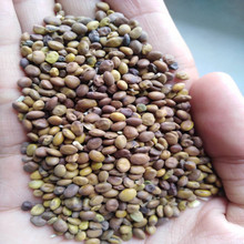 供应中药材苦豆子苦豆子种子葫芦巴种子量大从优抗旱耐