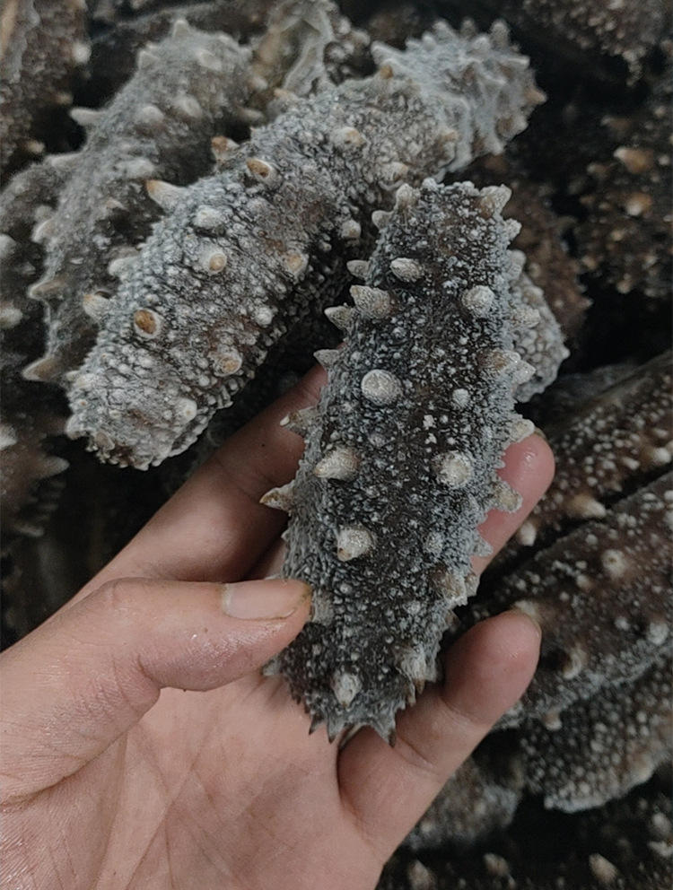 冰岛加拿大进口野生工厂直供即食海参 批发红极参圈整只半切500g-报价