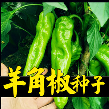 金椒2313尖椒F1种子羊角椒早熟抗病红果辣度高辣椒种籽蔬菜种孑
