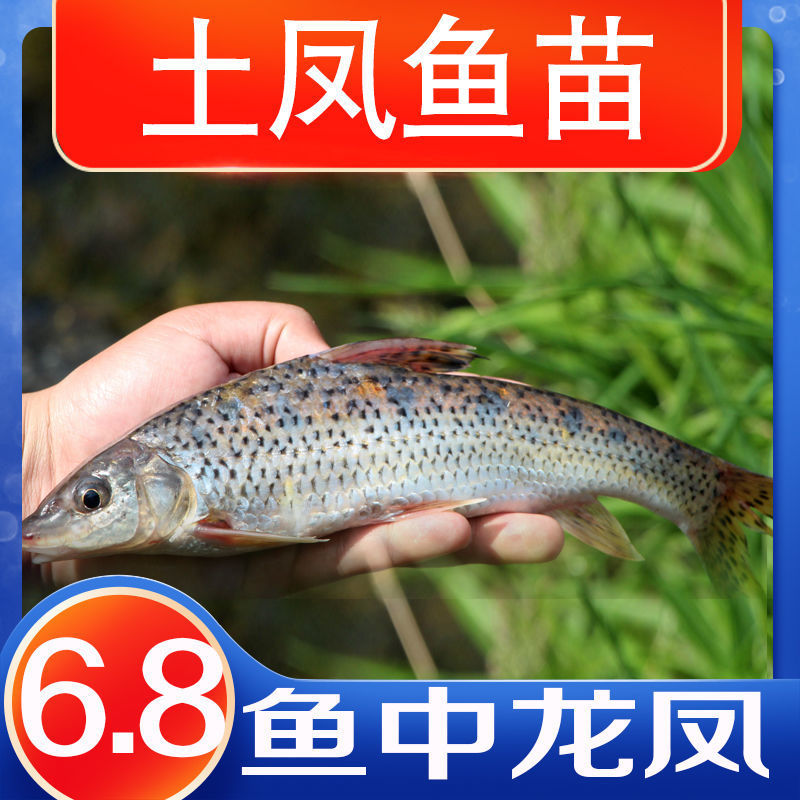 花骨鱼家养鱼塘易活耐活土凤淡水养殖食用批发四川本地附近名贵种