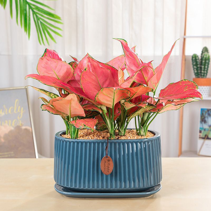 吉利红盆栽如意皇后万年红办公室内客厅桌面花卉绿植物盆景