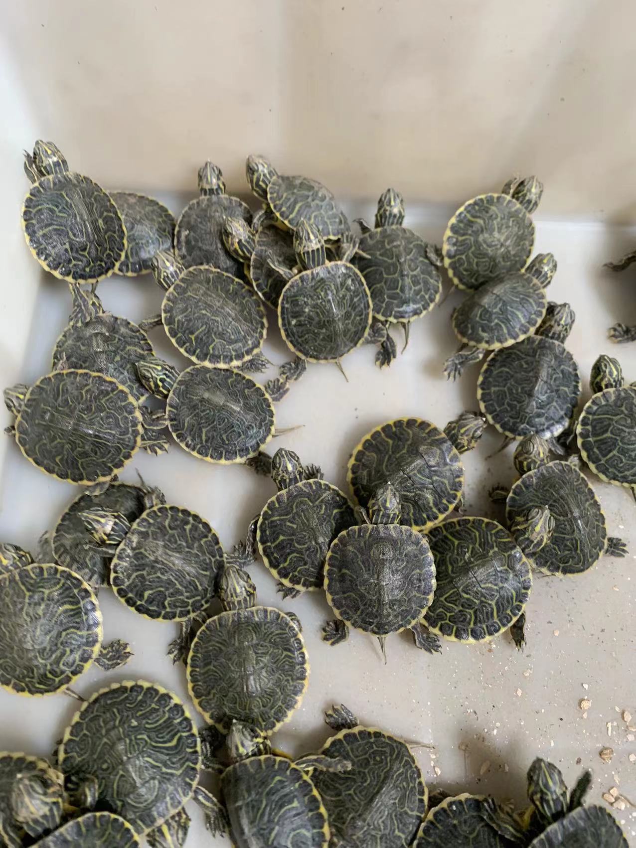 佛洲甜甜圈龟苗活物佛州彩龟深水宠物小乌龟鱼缸深水东部吃菜龟