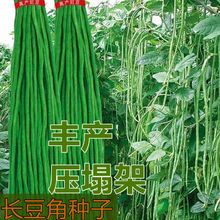 特长豆角种子长豇豆四季早熟蔬菜种子高产新种青豆角种籽阳台盆栽