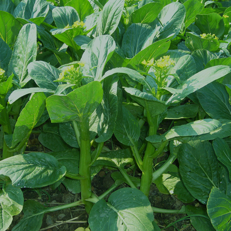 大田菜场种植 宁夏靓45天油青甜菜心400克装早熟油绿圆叶甜菜心