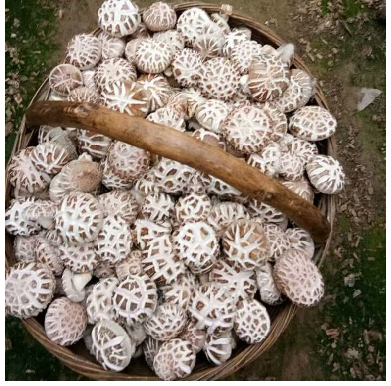 产地供应富菌花菇菌棒 菌包菌种 食用花菇菌类 货源充足 量大从优