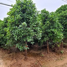 产地批发绿化 桂花 丛生桂花树 规格齐全 市政园林 行道树植物