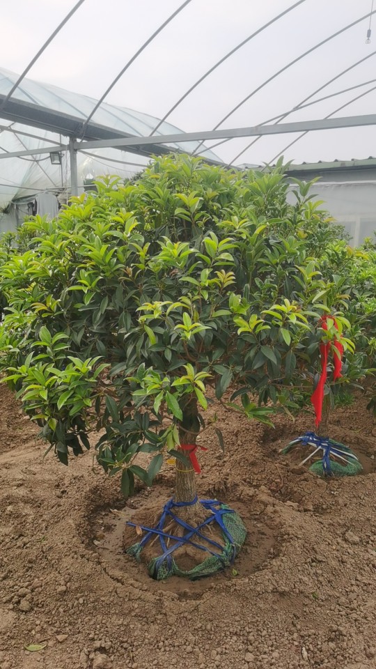 桂花树苗丹桂批发零售橘黄色的花特别香适合庭院栽种高端