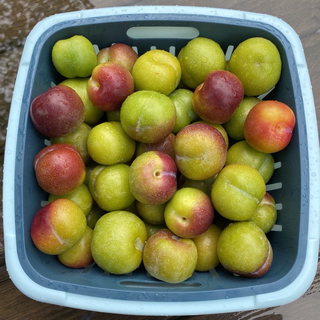 四川茵红李 代发1/5斤新鲜应季半边红李子空心酸甜水果非油奈李