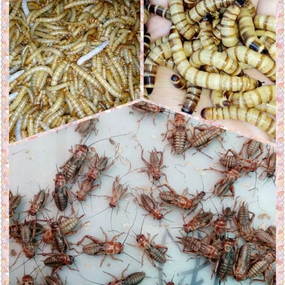 白蟋蟀蛐蛐活物白蟋蟀活体饲料龙鱼饲料白蟋蟀大量批发包邮-阿里巴巴