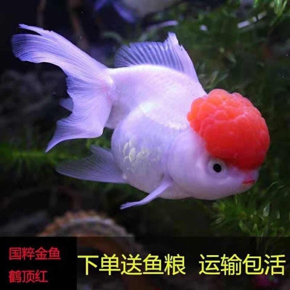 鸿运当头鱼