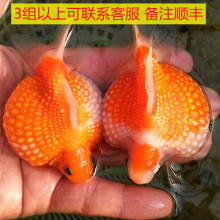 兰寿蝶尾珍珠丹凤凤高水泡泰狮猫狮顶红鱼苗活体冷水观赏金鱼打氧