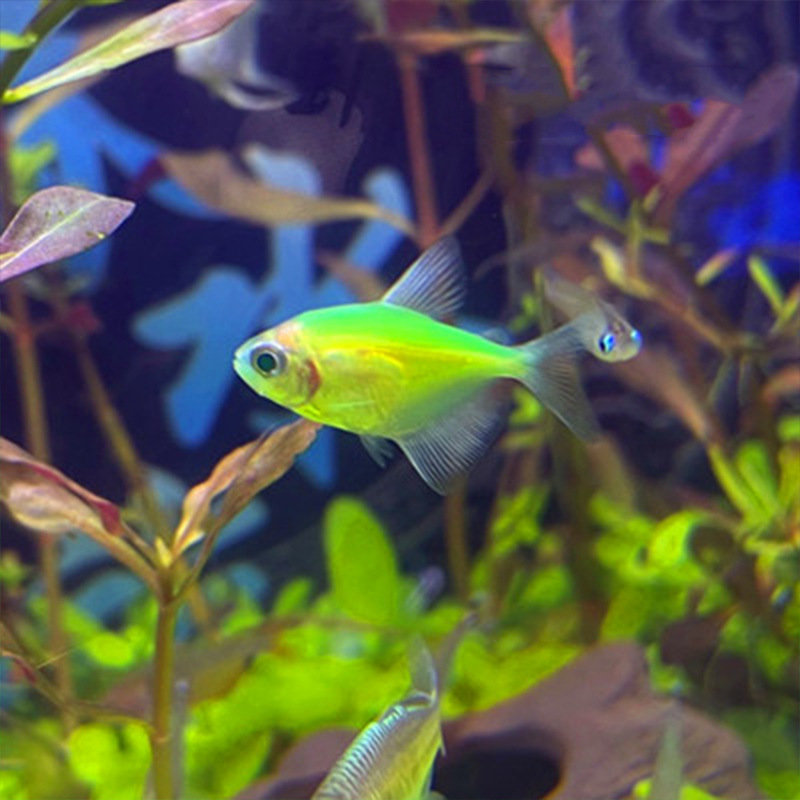 青绿衣天使鱼活体热带观赏鱼小型宠物鱼运输包活