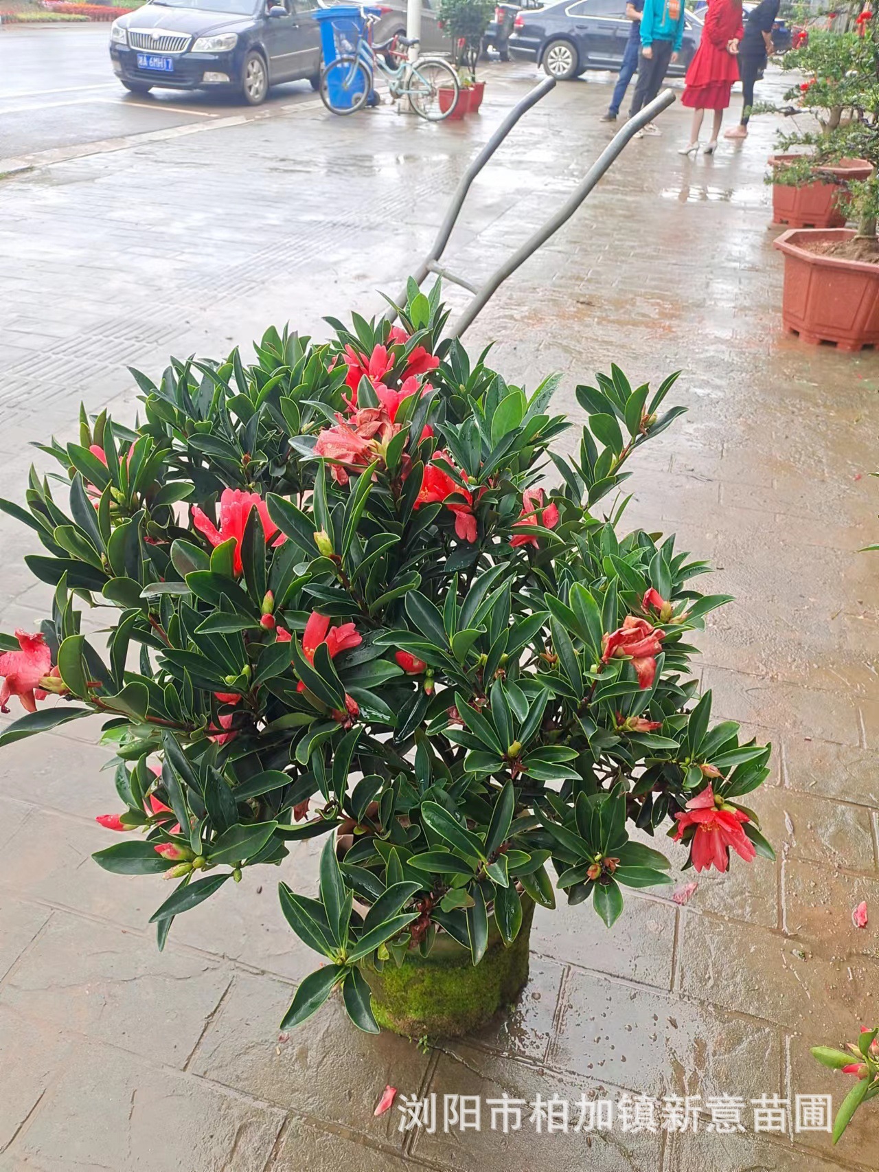 四季红杜鹃茶花四季开花花色艳丽庭院公园种植盆栽基地大量供应