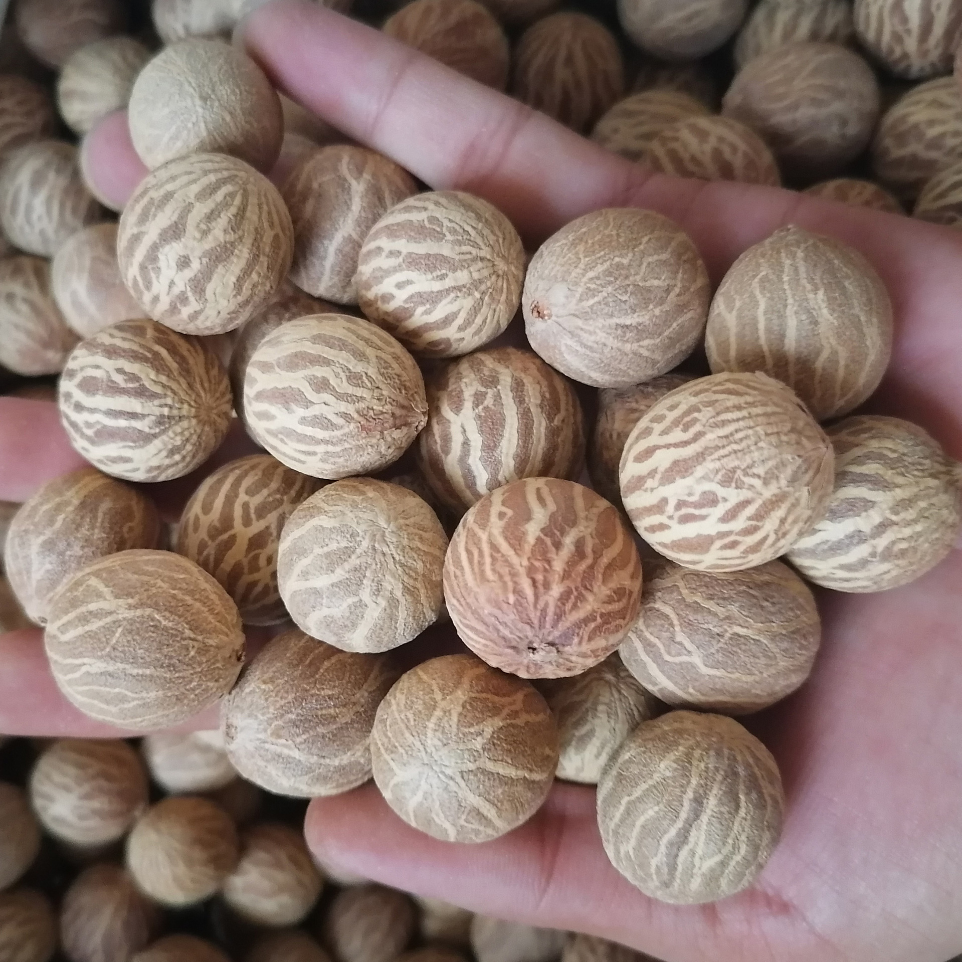 菩提根缅甸菩提果原白玉菩提子菩提原籽散珠菩提手串