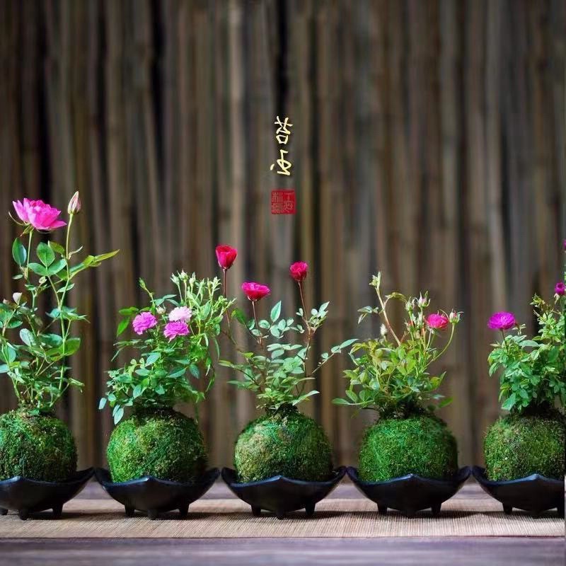 原盆带花 四季开花迷你超微型月季玫瑰 苔藓球阳台窗台桌面绿花卉