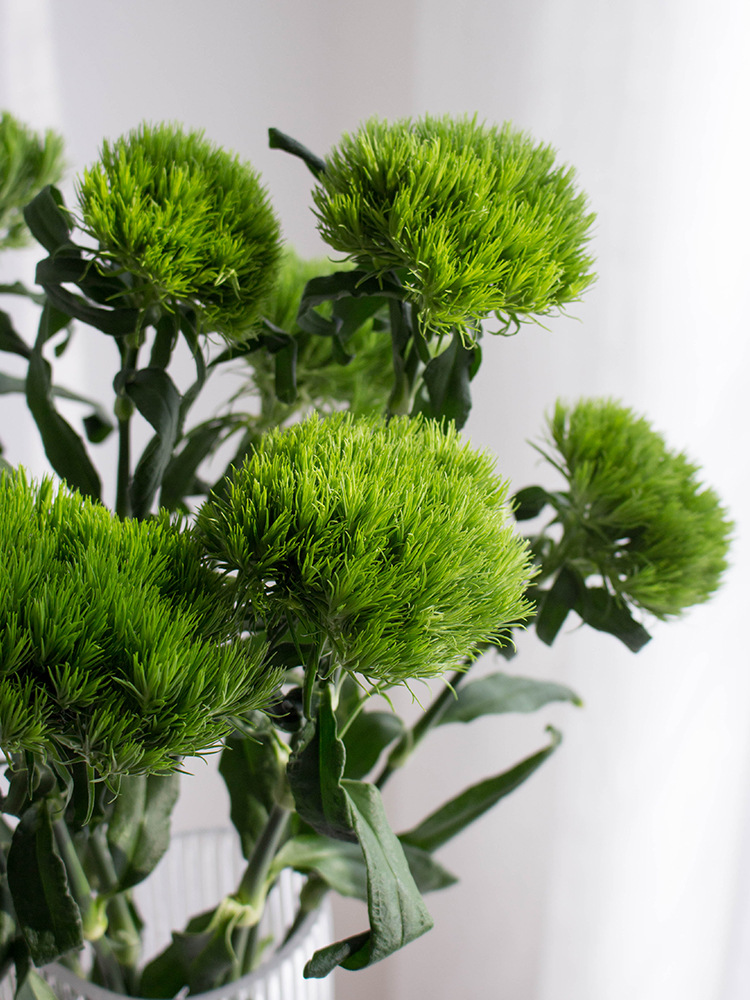 昆明绿石竹鲜花绿毛球配花家庭办公室婚庆插花水养鲜切花教师节礼