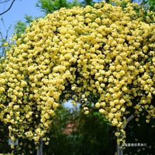 甜蜜红木香花苗浓香四季花卉七里香阳台爬藤蔷薇植物黄木香花卉