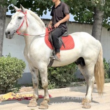 白色的骑乘马多少 动物园景区能骑的纯血马半血马有什么区别 马匹