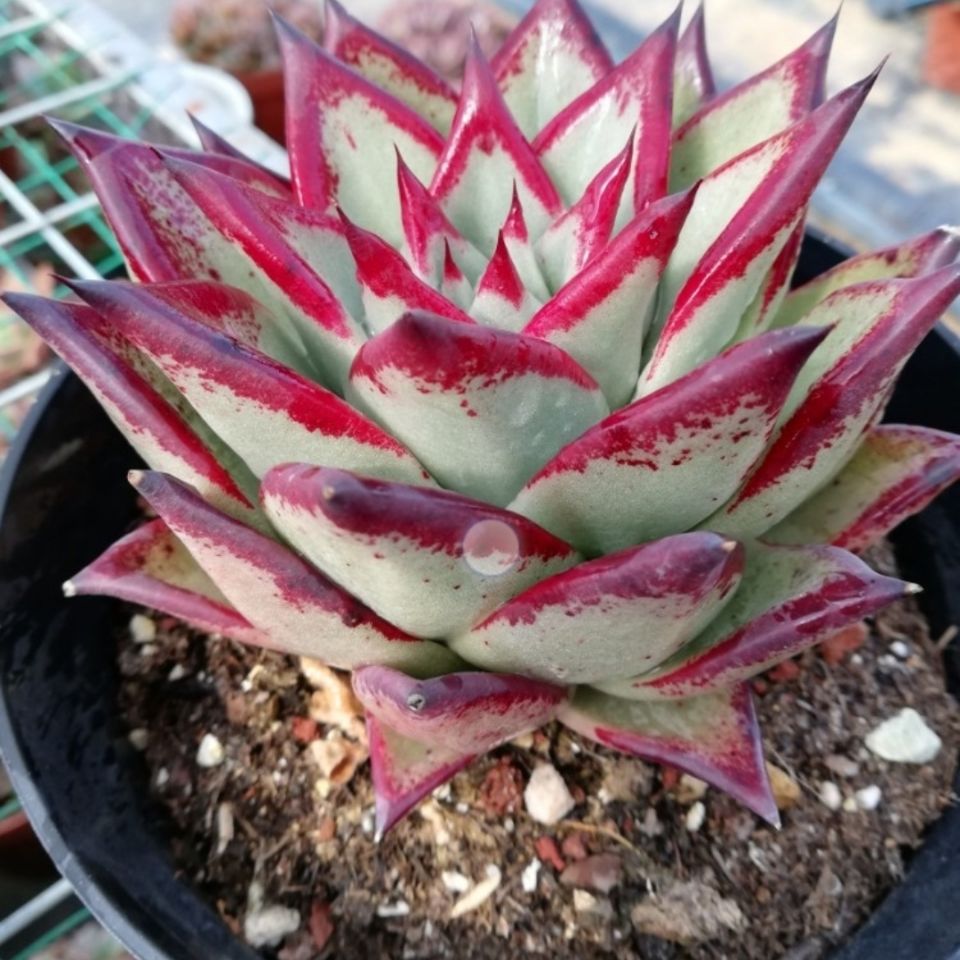黑檀汁乌木多肉 多肉植物 红檀黄皮东云系列美观好看好养