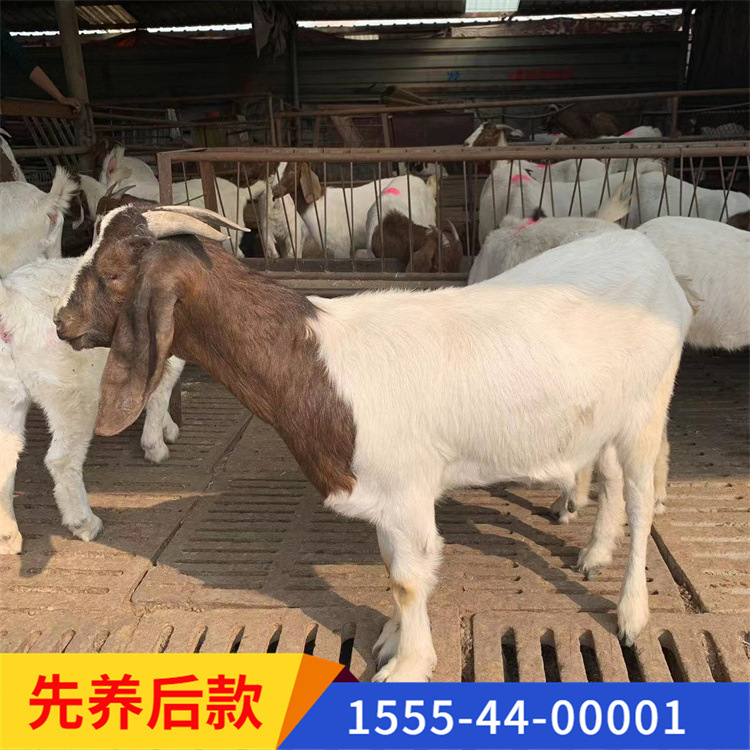 精品波尔山羊 种公羊怀孕母羊 青年母羊 羊羔可视频挑选-阿里巴巴