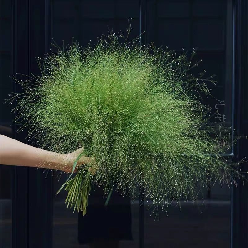 草中的爱马仕灵动缥缈喷泉草鲜花云南直发插花水养花束花艺顺丰