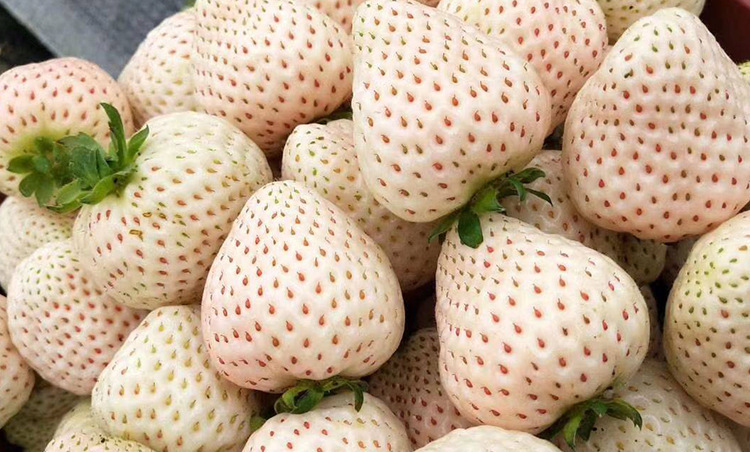 永红奶油白草莓种子 坐果多长势强易种香甜多汁 四季阳台种籽孑