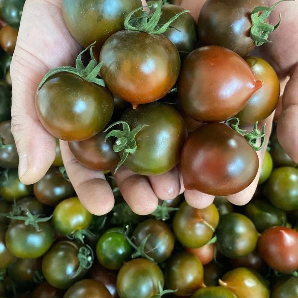 紫千禧圣女果巧克力番茄樱桃番茄当季西红柿紫春桃巧克力番茄现摘