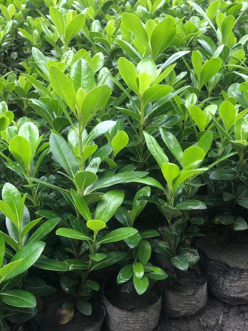 海桐杯苗 海桐花 山矾 七里香 宝珠香 山瑞香 园林工程绿化苗木