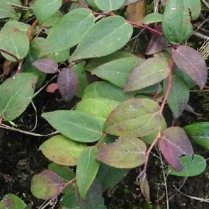 湘南官厅堂中草药野生太阳晾晒满山香药材500克