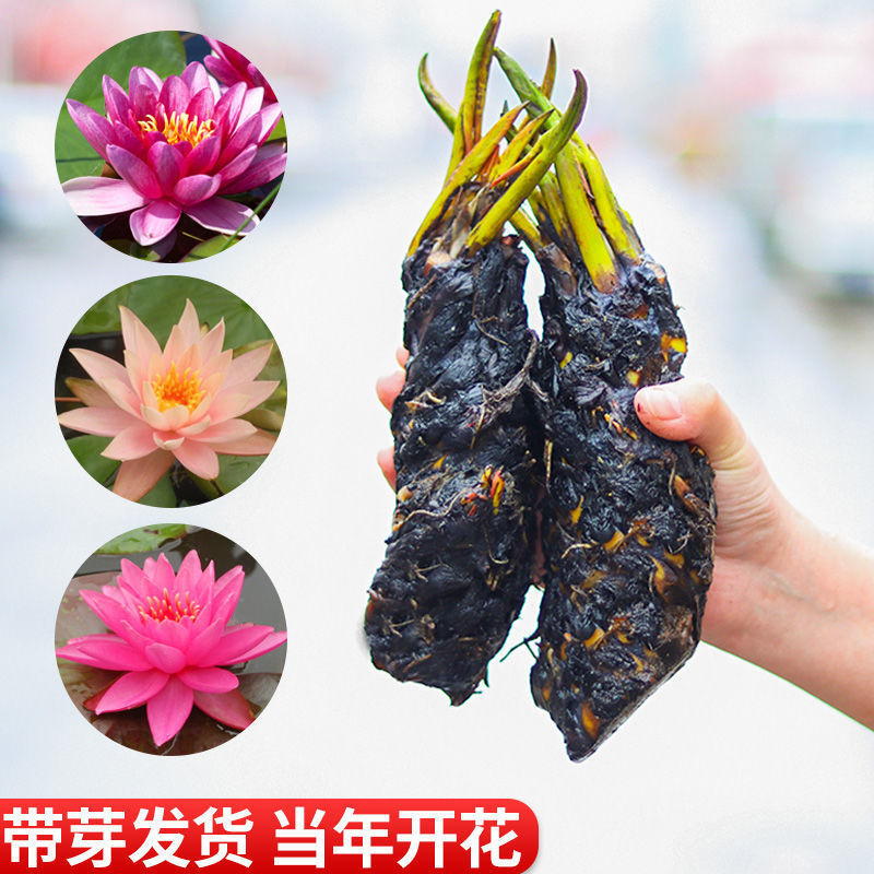 睡莲花根块水培植物花苗池塘水池水养花四季荷花盆栽花卉莲花根茎