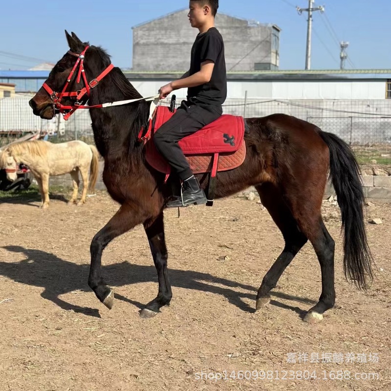 贵州毕节生态园观赏骑乘半血马 旅游景区用马出售 一