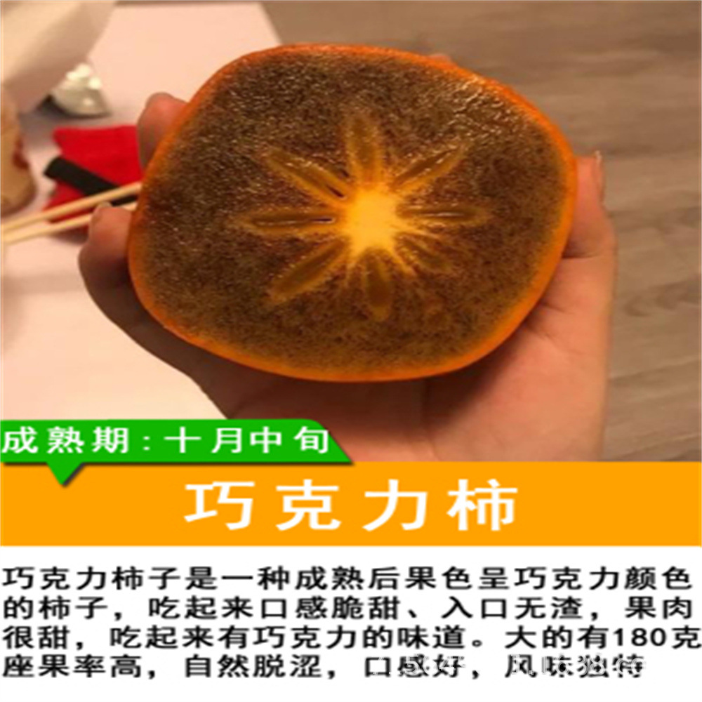 水果甜柿树苗巧克力柿子 阳丰脆甜柿子树苗批发大秋柿子 下树即食
