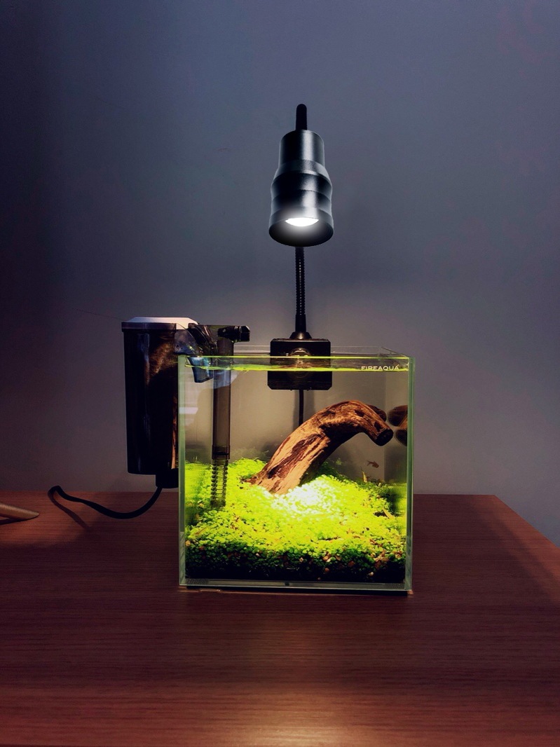 变焦南美鱼缸射灯led水族观赏造景照明三湖溪流水草原生专用夹灯