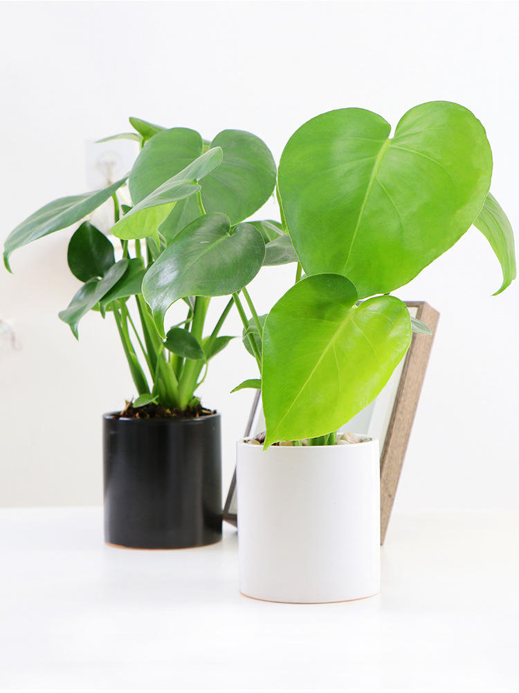 龟背竹大盆栽室内好养客厅老桩大型绿植常青水培植物水养桌面