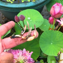 碗莲种藕根茎带芽小型花苗水培植物四季室内荷花盆栽睡莲花卉成品