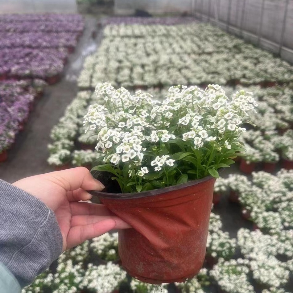 香雪球盆栽 花境观赏植物 成都园林绿化工程苗木 地被批发-阿里巴巴