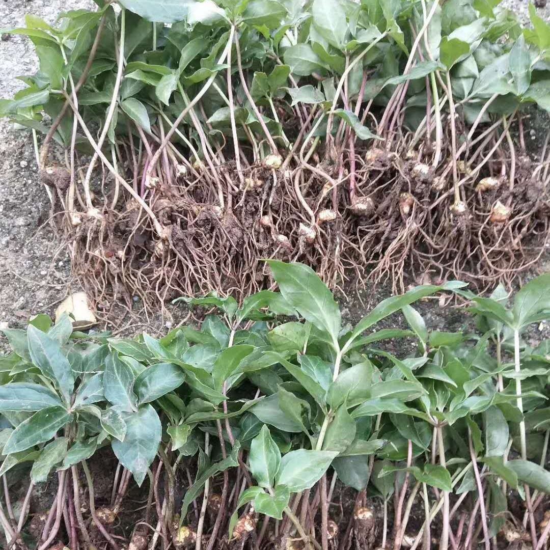 重楼种苗 七叶一枝花 独脚莲种苗重楼种苗 华重楼-阿里巴巴