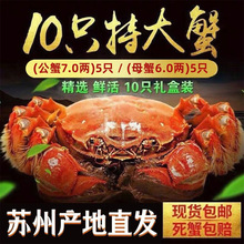 大闸蟹现货特大苏州鲜活螃蟹公5.0两全母4.0两10只礼盒装一件代发