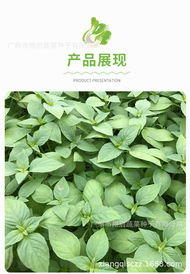 荆芥菜种籽大叶荆芥籽四季香料种子优美荆棘种孑河南菜籽蔬菜春播