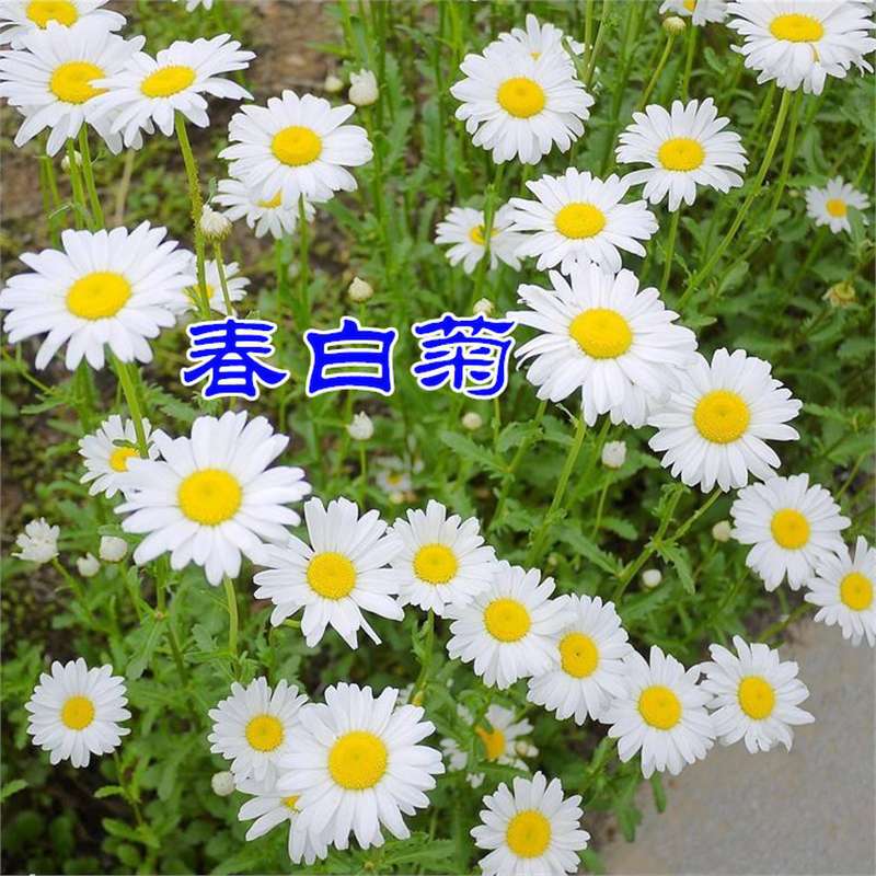 【跨境供货】名贵菊花种子杭白菊洋甘菊花籽春白菊种子西洋菊春黄