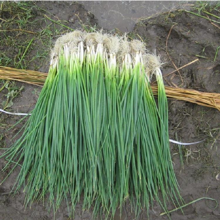 葱种子批发食用高易产大小葱籽盆栽阳台庭院果蔬菜小香打折四季