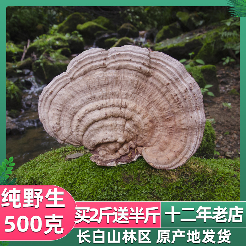 平盖灵芝树舌灵芝500克青芝东北灵芝干货特产长白山山脉林芝-阿里巴巴
