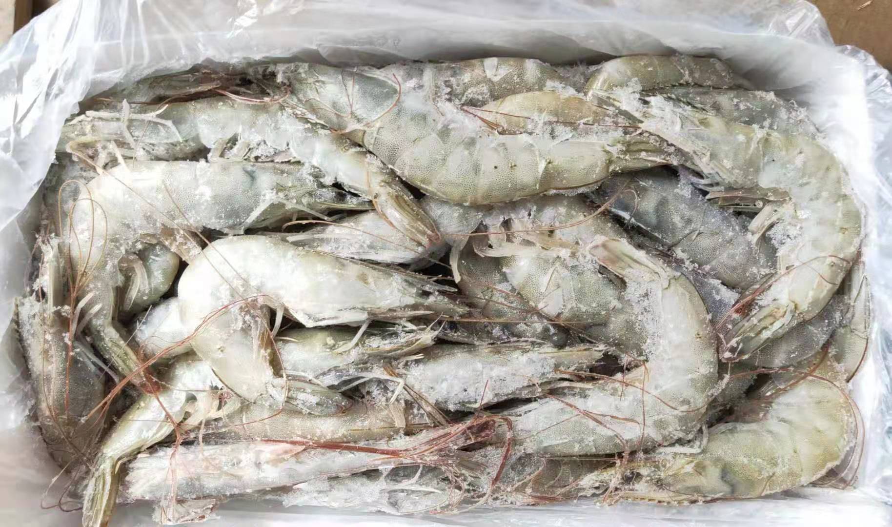 湛江对虾 白虾水冻虾活冻青虾3.6斤/盒批发供应海鲜食材